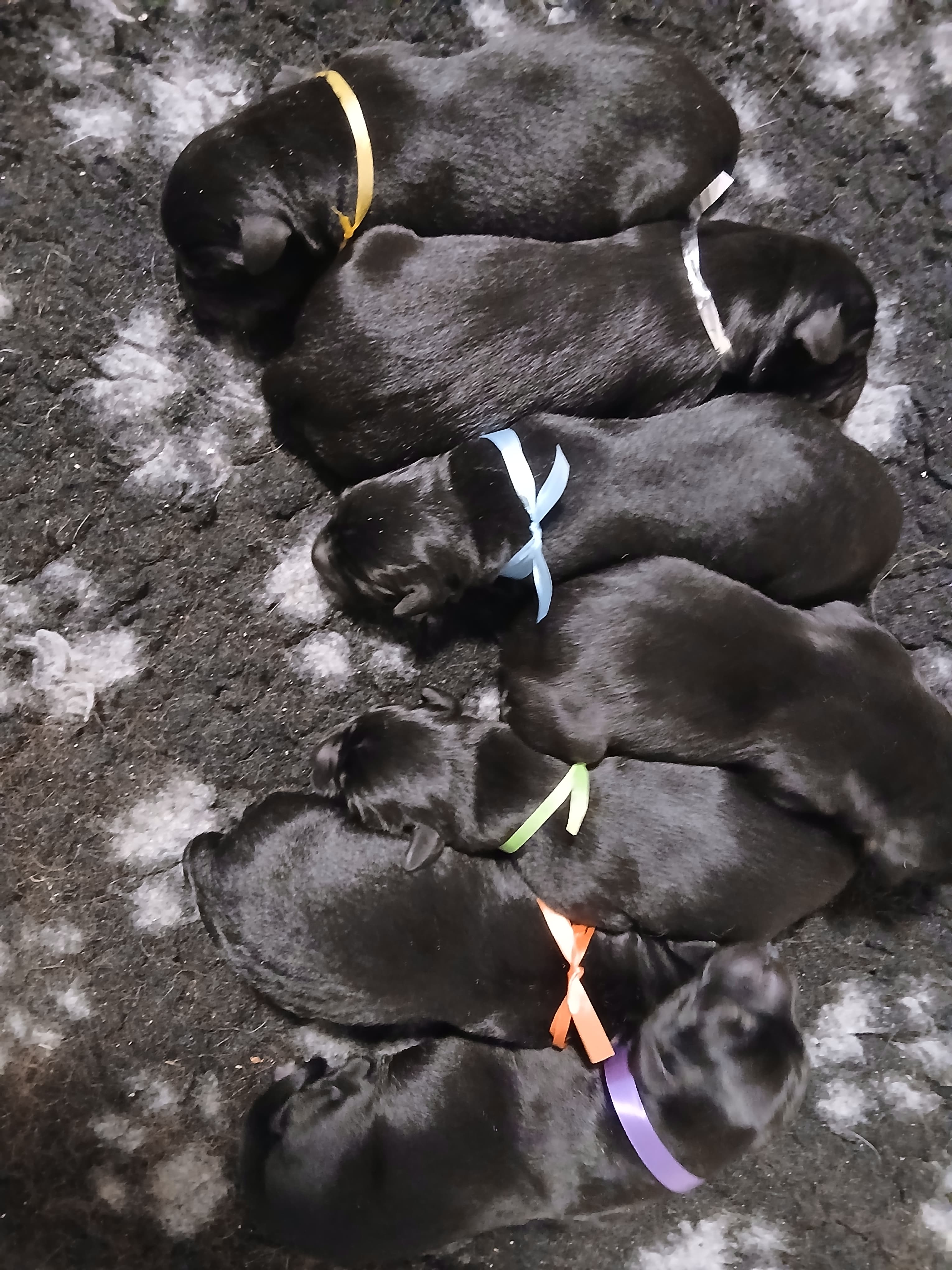 Labrador pups foto 1